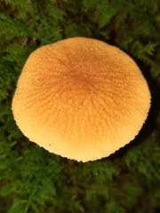 Cystoderma amianthinum