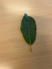 Salix cinerea