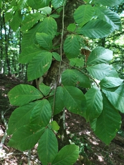 Fagus orientalis