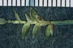 Carex rara rara