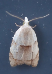 Coelostathma discopunctana