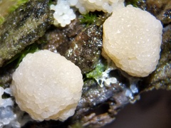 Tubifera