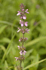 Stachys
