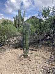 Carnegiea gigantea