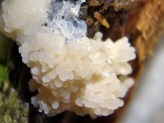 Tubifera