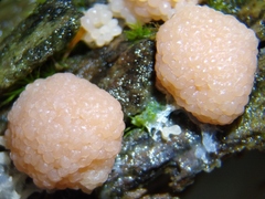 Tubifera
