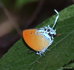 Eooxylides tharis distanti