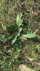 Verbascum lychnitis