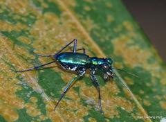 Cylindera versicolor
