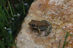 Glandirana minima