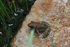 Glandirana minima