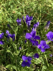 Gentianopsis crinita