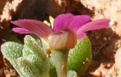 Calandrinia