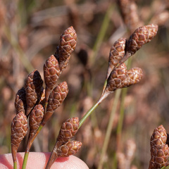 Nevillea obtusissima