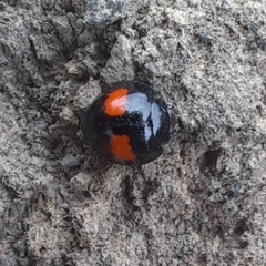 Chilocorus canariensis