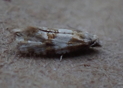 Aethes argentilimitana