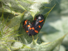 Cercopis intermedia