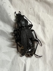 Carabus coriaceus