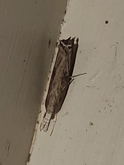 Parapediasia teterrellus