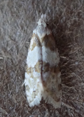 Aethes argentilimitana