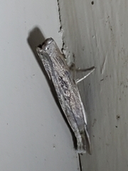 Parapediasia teterrellus
