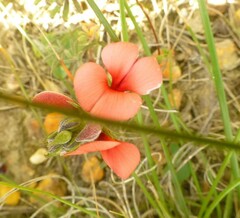 Indigofera heterophylla