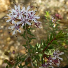 Agathosma foetidissima