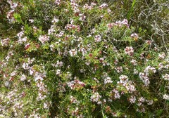 Agathosma foetidissima