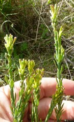 Gnidia spicata