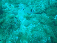 Diplodus vulgaris