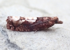 Epinotia trigonella