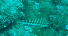 Serranus cabrilla