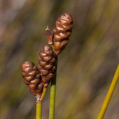 Nevillea obtusissima