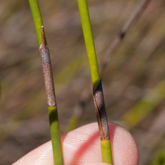 Nevillea obtusissima