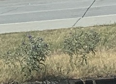 Solanum elaeagnifolium