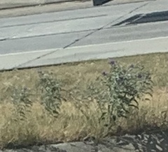 Solanum elaeagnifolium