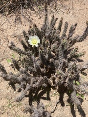 Grusonia reflexispina