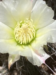 Grusonia reflexispina