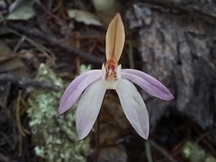 Caladenia