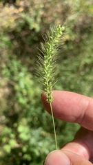Setaria viridis