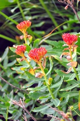 Rhodiola rosea