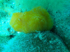 Aplidium elegans