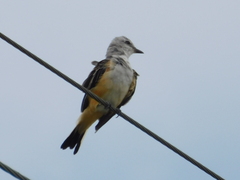 Tyrannus forficatus