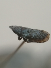 Cicadellidae