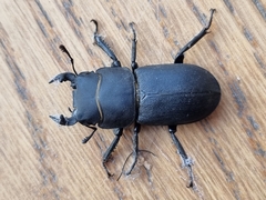 Dorcus parallelipipedus