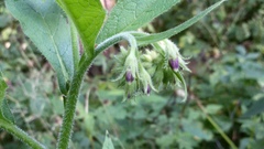 Symphytum officinale