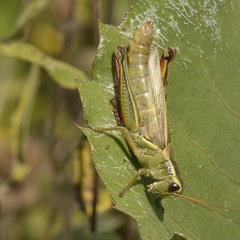 Melanoplus bivittatus
