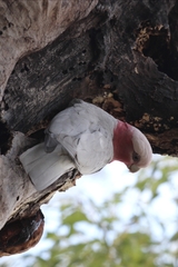 Eolophus roseicapilla