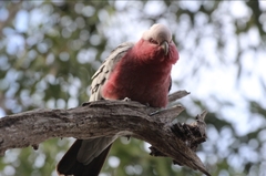 Eolophus roseicapilla