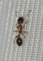 Temnothorax algiricus